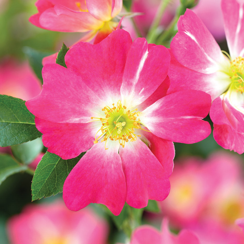 A single bloom on a pink Drift rose shrub