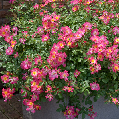 Pink Drift rose bush in pot