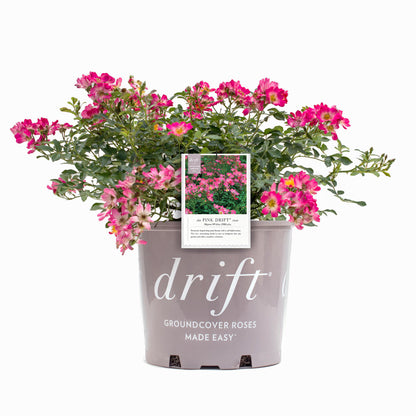 Documentation for pink drift rose