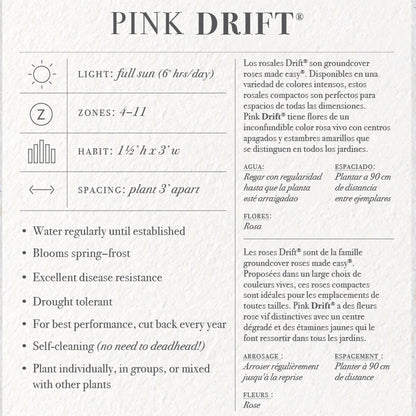 Pink Drift Rose