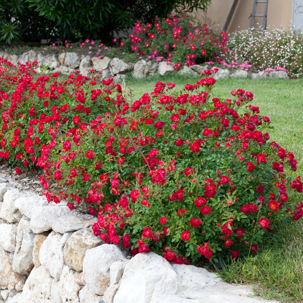 A vibrant red drift rose bush with lush green foliage, showcasing its stunning scarlet blooms in full bloom.