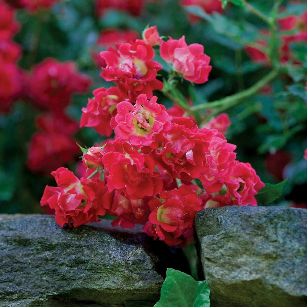 A flourishing red drift rose bush, covered in a profusion of rich red blossoms, perfect for adding a pop of color to your garden.