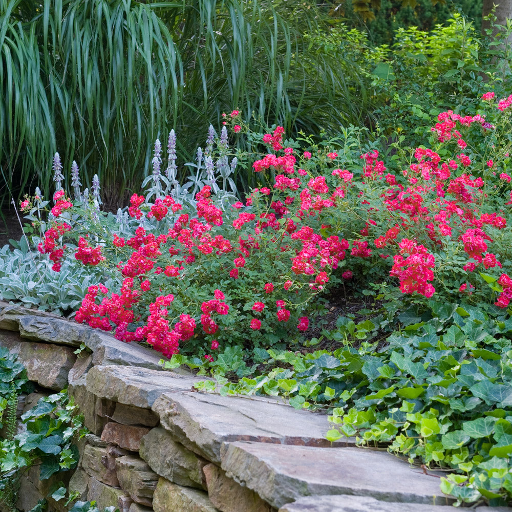 A beautiful red drift rose bush in full flower, its fiery-red petals providing a captivating focal point in any outdoor setting.