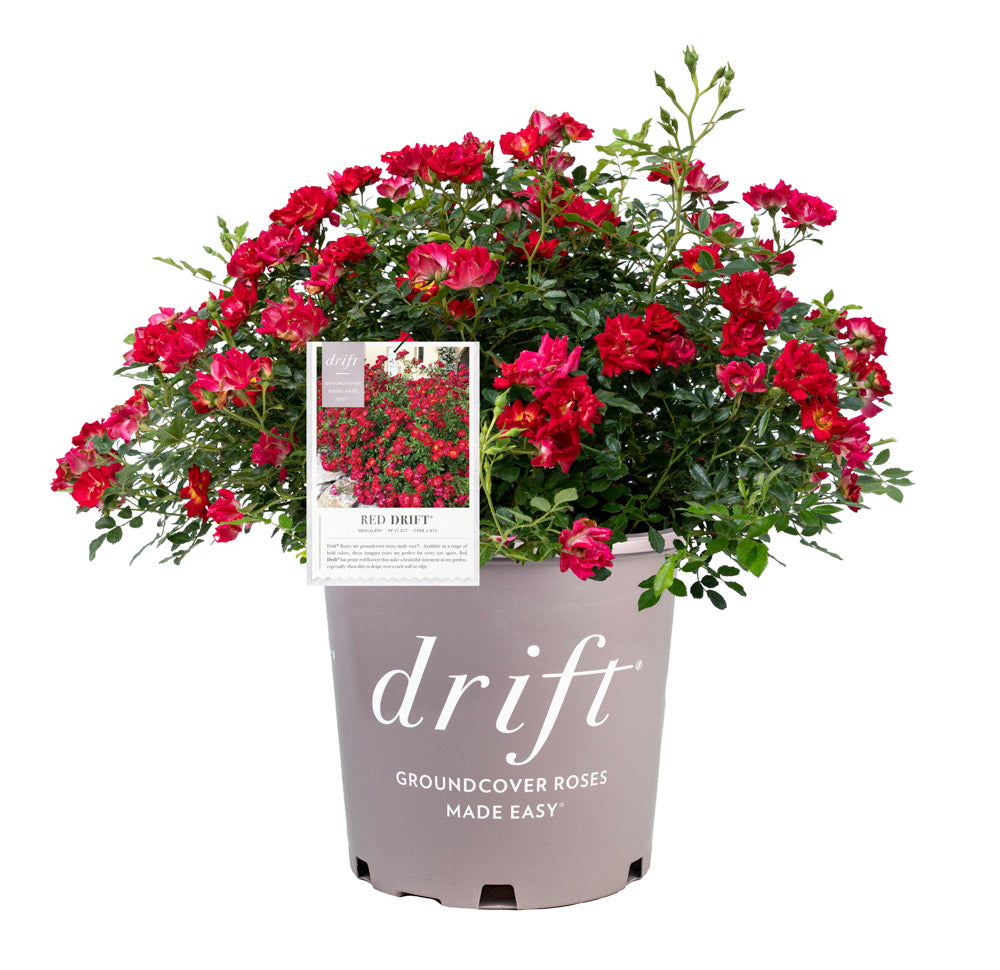 Description of red drift rose bush