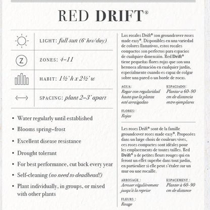 Red Drift Rose