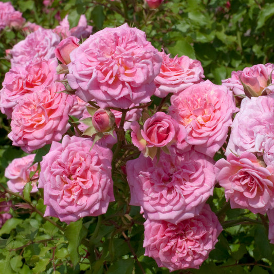 Group of Sweet drift ground cover rose blooms