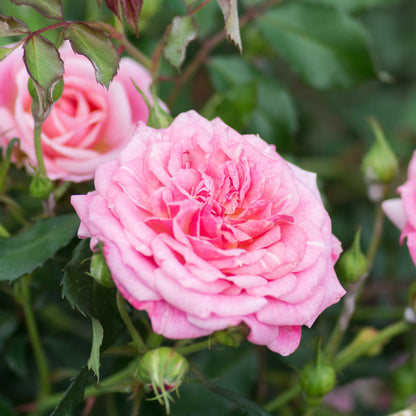 Sweet drift ground cover rose in the landscape in Valdese, NC