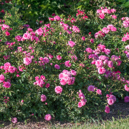 Sweet drift ground cover rose near Hickory NC