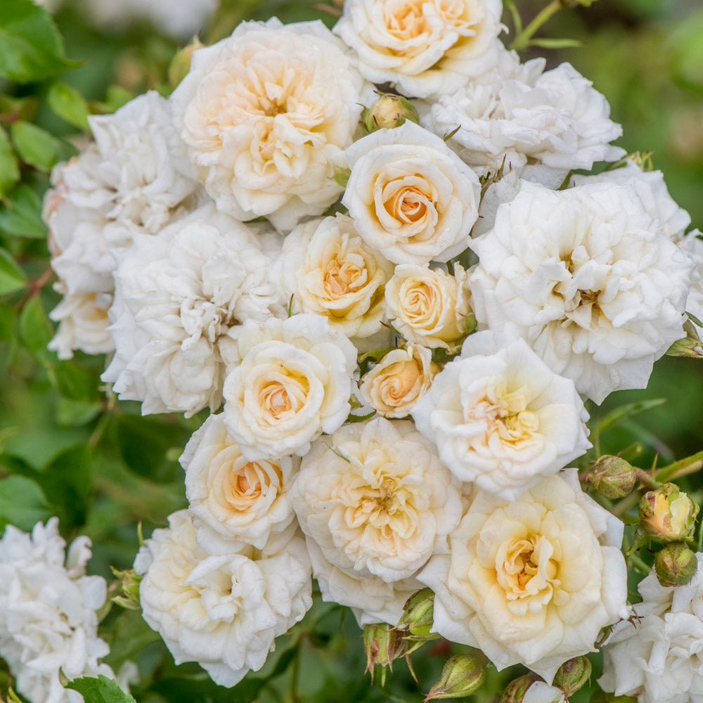 Group of white drift rose bush blooms in the landscape