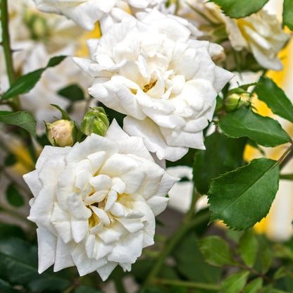 Two white drift rose bush blooms in the landscape