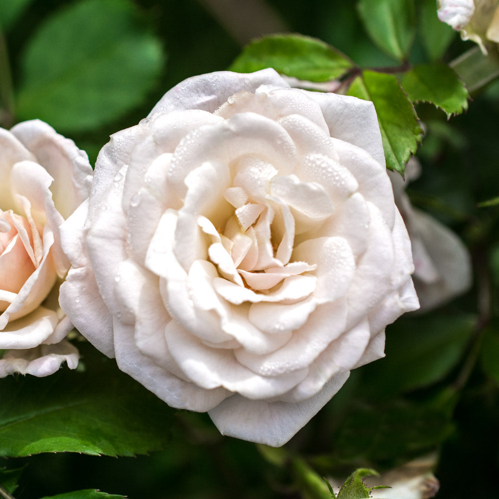 A single white drift rose flowering shrub bloom ready to add beauty to your landscape