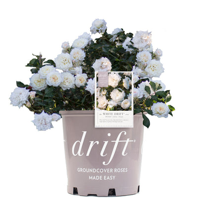 White Drift Rose bush in 3 gallon pot