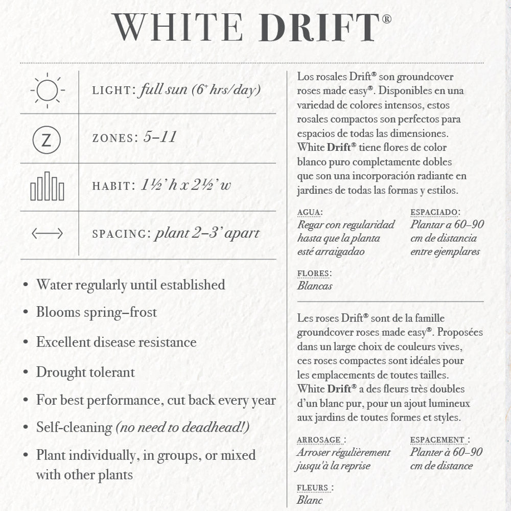 White Drift Rose