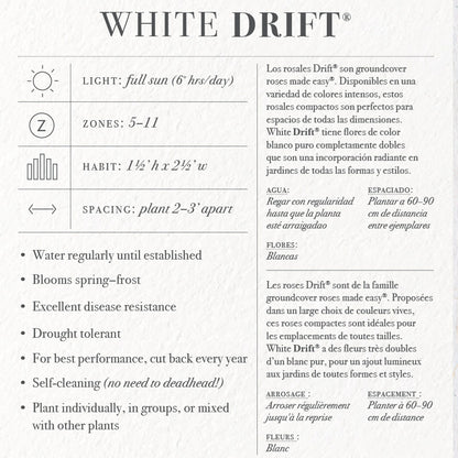 White Drift Rose