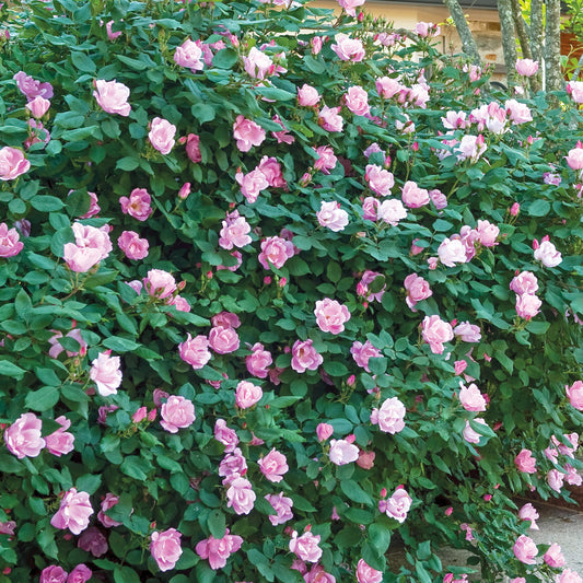 Blushing Knock Out Rose Bush in the landscape at Settlemyre Nursery