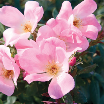 Pink blooms on the Blushing Knock Out Rose Bush in the landscape