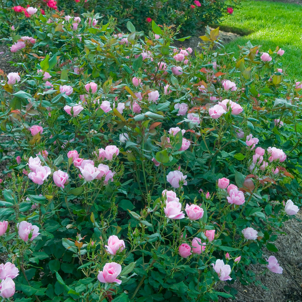 A Blushing knock out rose ready to sale in 3 gallon pot at Settlemyre Nursery