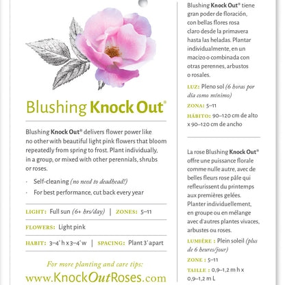 Blushing Knock Out Rose