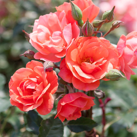 A group of beautiful blooms opening on the Coral Knock Out rose bush