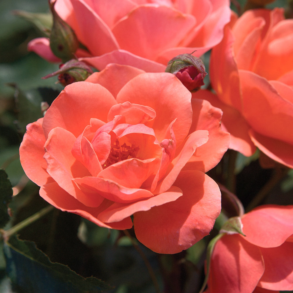 A close-up of blooms opening on the Coral Knock Out rose bush