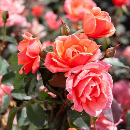 A group of beautiful blooms on display on the Coral Knock Out rose bush in the landscape