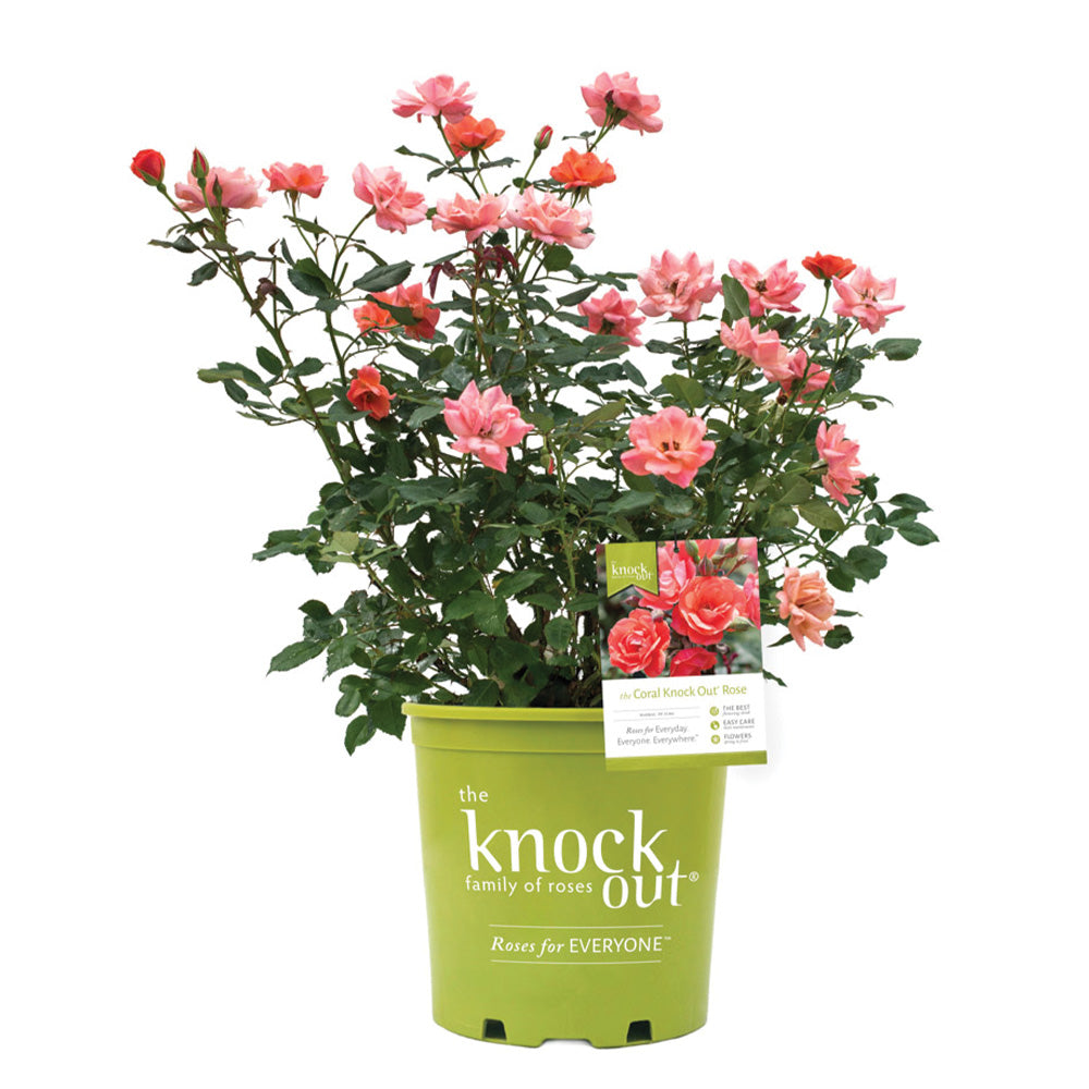 The Coral Knock Out rose bush in a three gallon pot