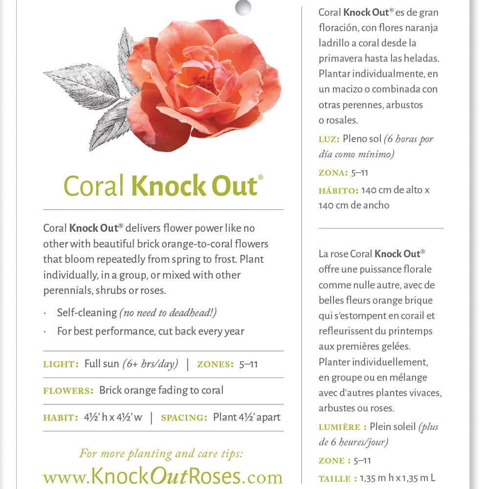 Coral Knock Out Rose