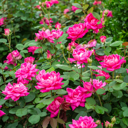 Two glorious blooms presenting vivid pink colors on the Pink Double Knock Out Rose bush at Settlemyre Nursery