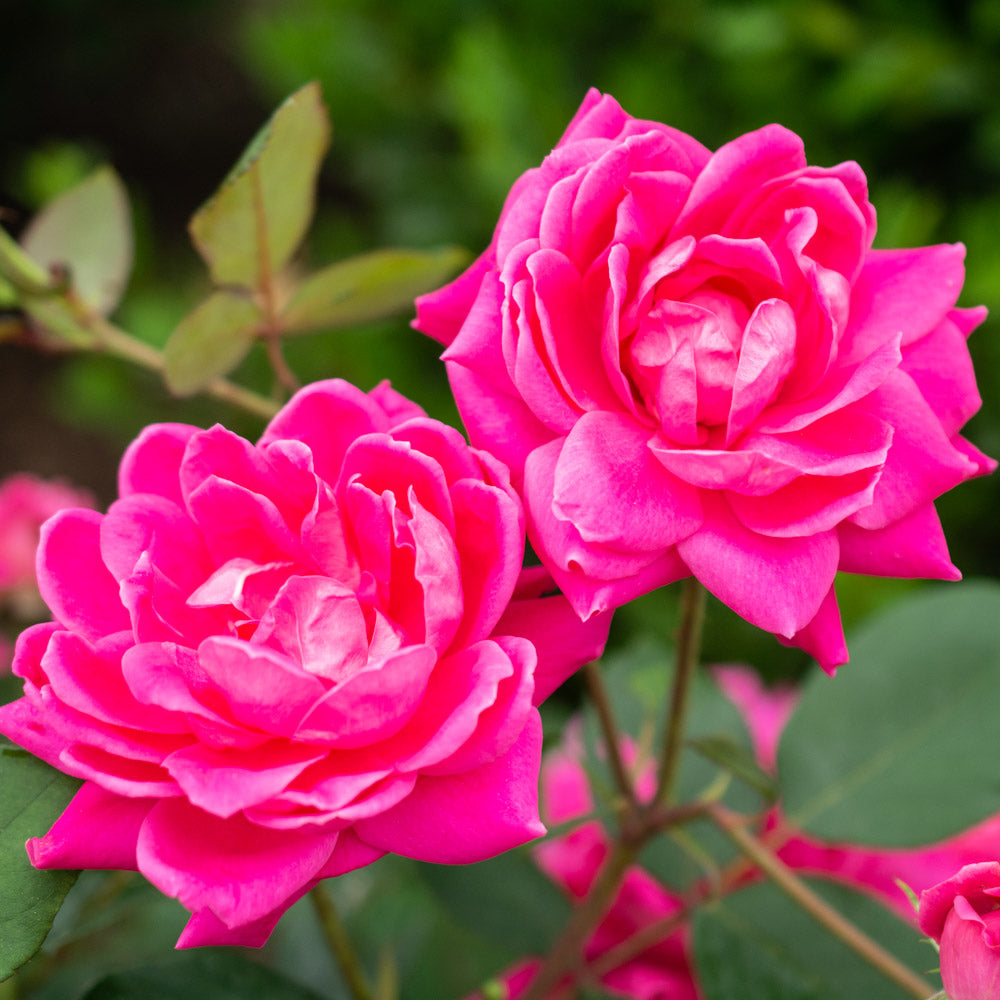 A mature Pink Double Knock Out Rose bush in the landscape