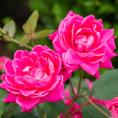 A mature Pink Double Knock Out Rose bush in the landscape