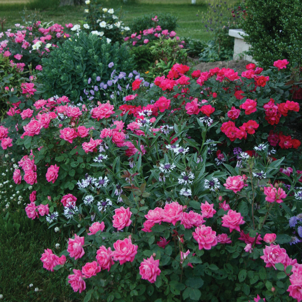 A mature Pink Double Knock Out Rose bush with abundant blooms in the landscape