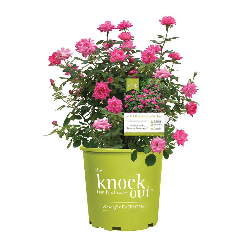 A Pink Double Knock Out Rose bush in a three gallon pot