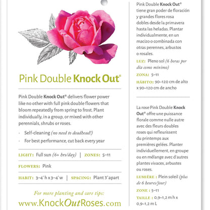 Pink Double Knock Out Rose