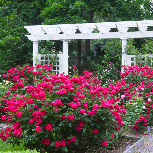 Vibrant red Double Knock Out Rose in full bloom, showcasing its captivating color.