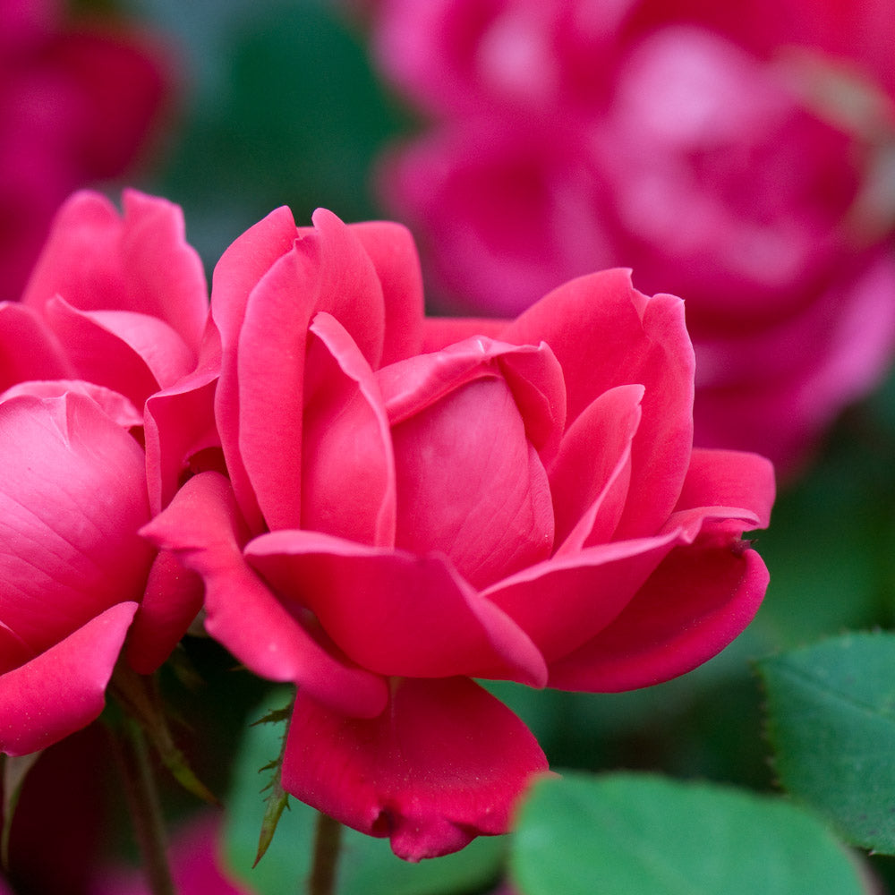 Close-up of a red Double Knock Out Rose blossom, revealing its intricate petal structure.