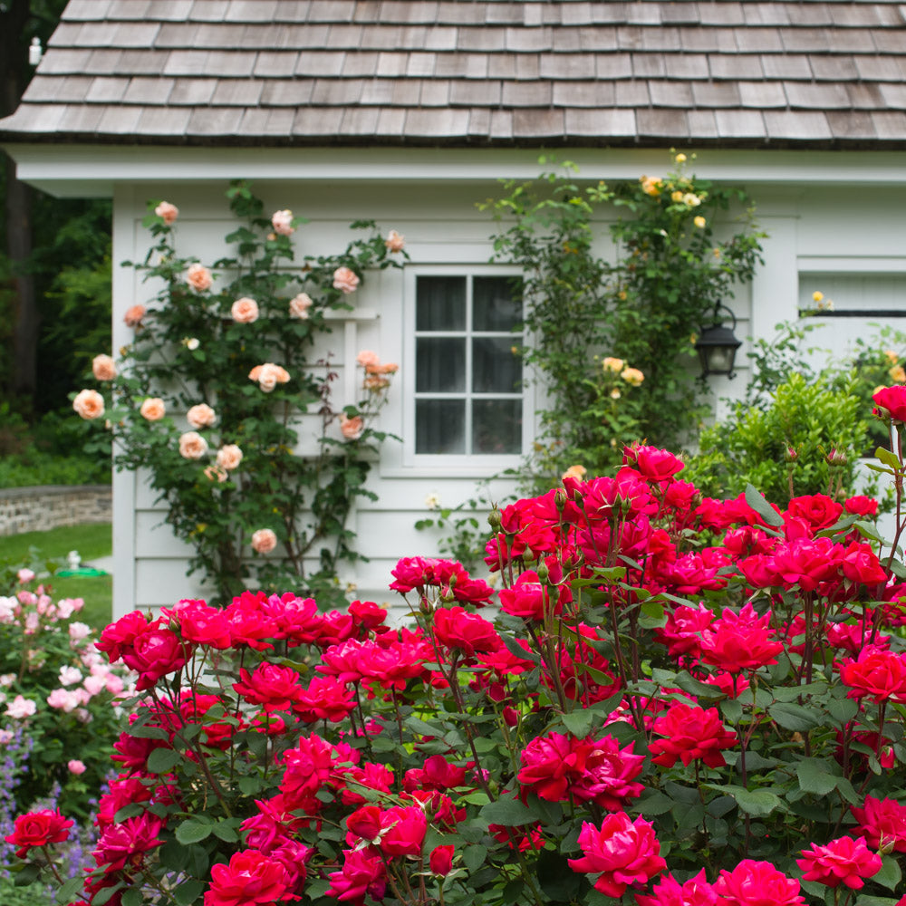 Healthy red rose bush with multiple blossoms, a low-maintenance beauty for your garden.