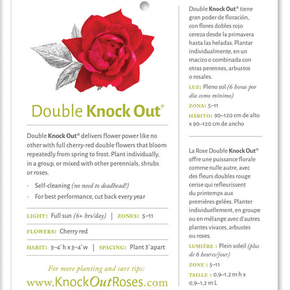 Red Double Knock Out Rose