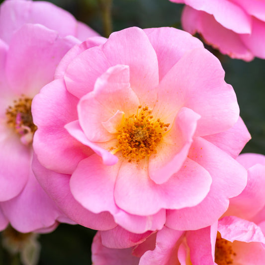 A single peachy pink knock out rose bloom at Settlemyre Nursery