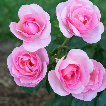 A group of blooms on the Peachy Knock Out Rose