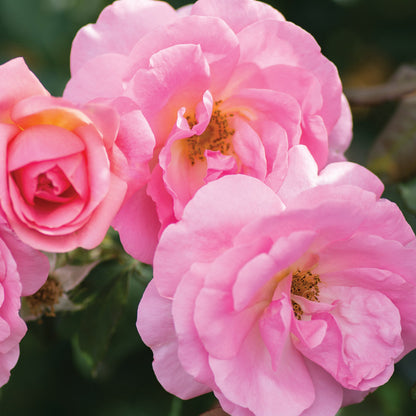 A group of blooms on the Peachy Knock Out Rose Bush