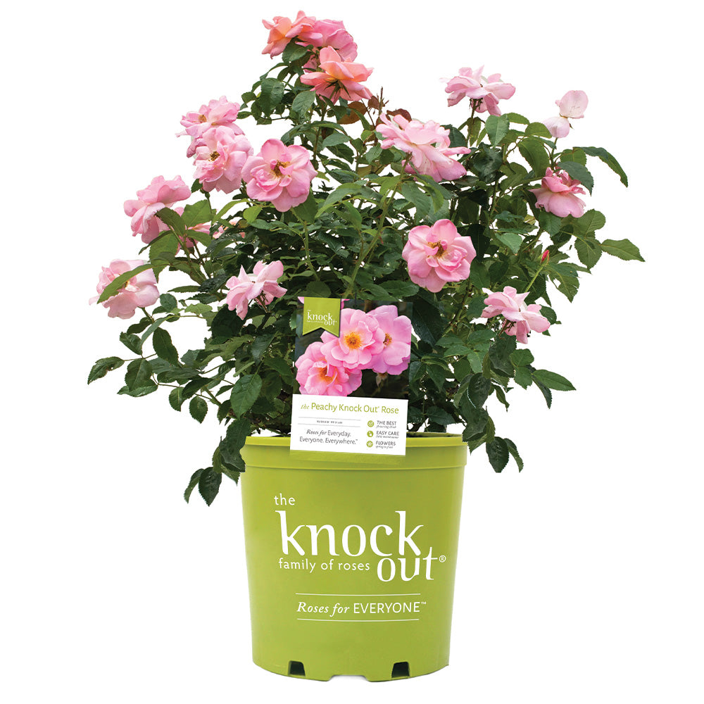 Peachy Knock Out Rose Bush in pot at Settlemyre Nursery