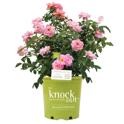 Peachy Knock Out Rose Bush in pot at Settlemyre Nursery