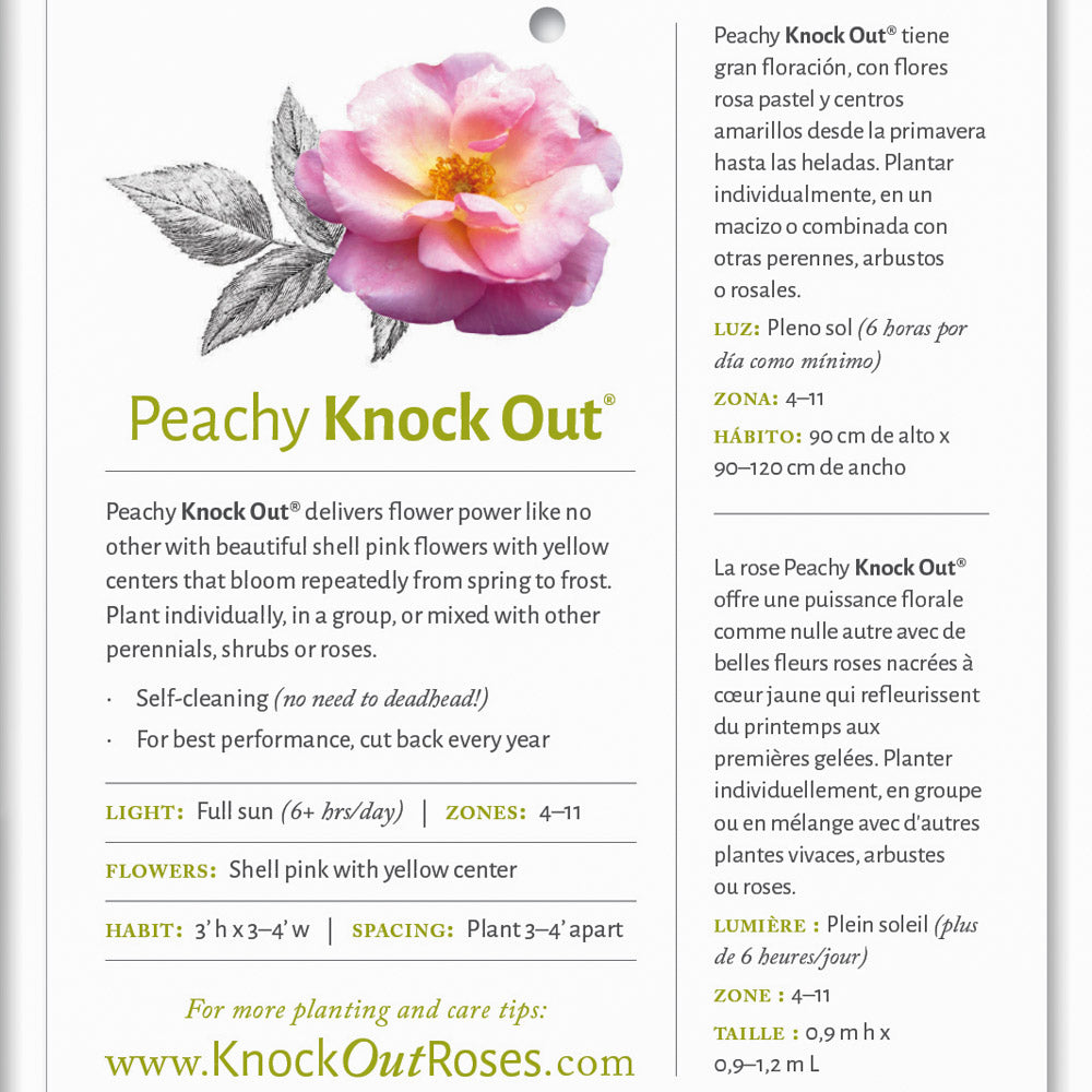 Peachy Knock Out Rose