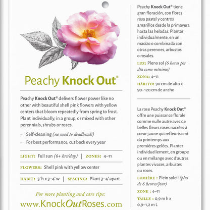 Peachy Knock Out Rose