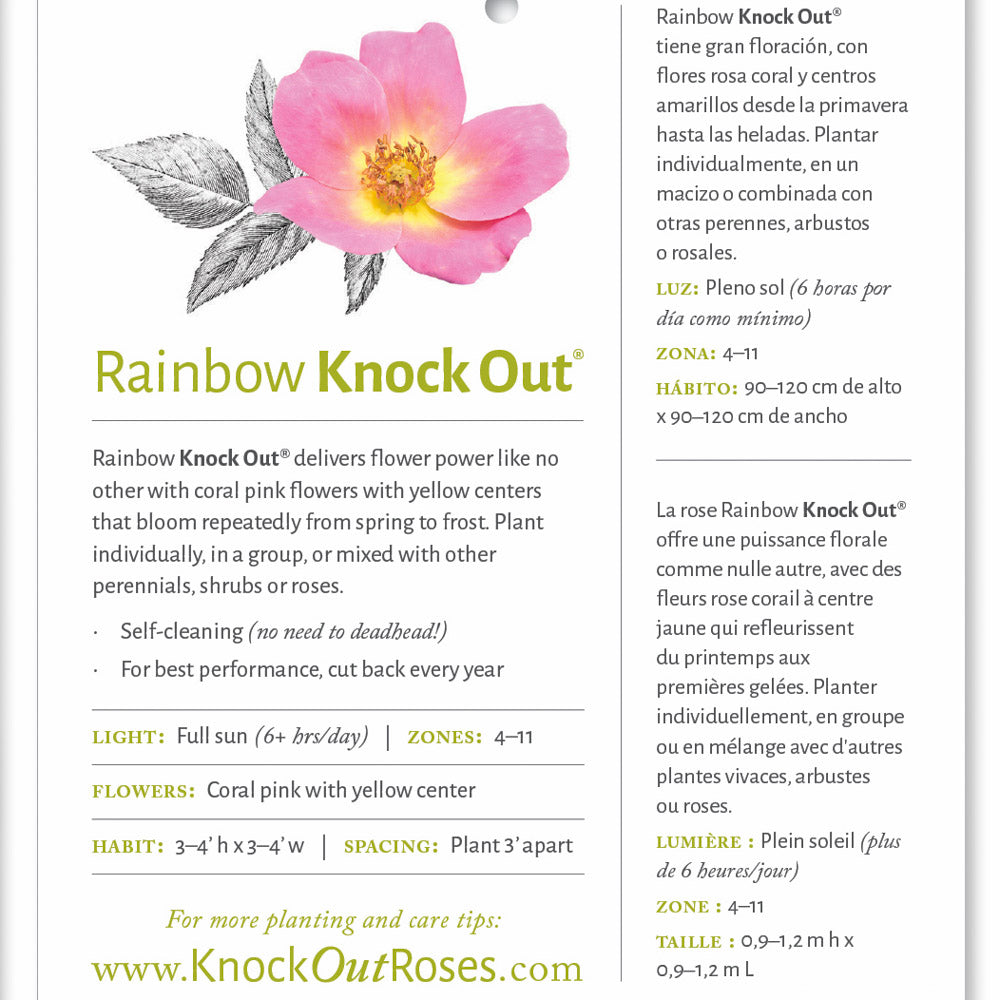 Rainbow Knock Out Rose