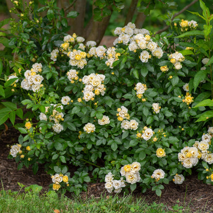 A single bloom on a Popcorn Drift Rose in the landscape at Settlemyre Nursery