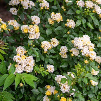 A Popcorn Drift Rose Bush in full bloom in the landscape