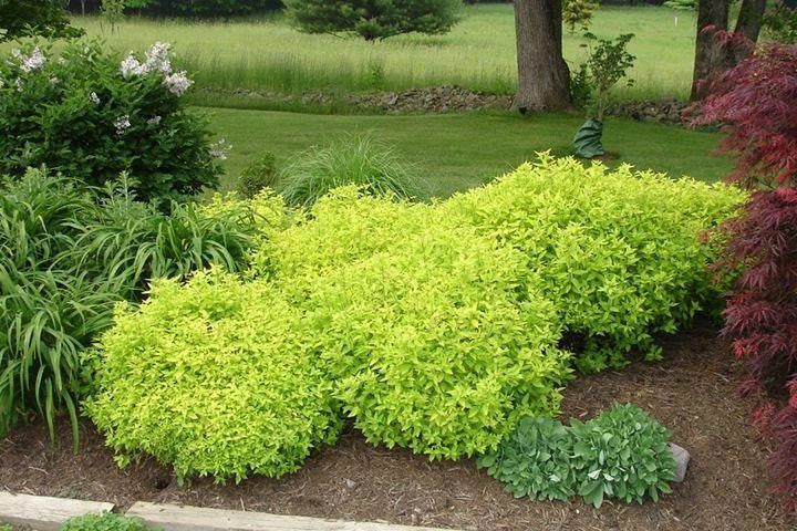 Gold Mound Spiraea | Flowering Shrubs | Settlemyre Nursery