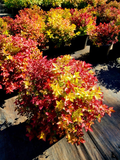 Gold mound spiraea with pink flowers