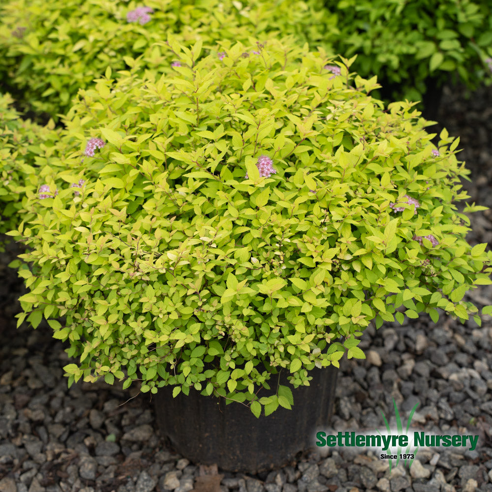 Fall colors on the gold mound spiraea